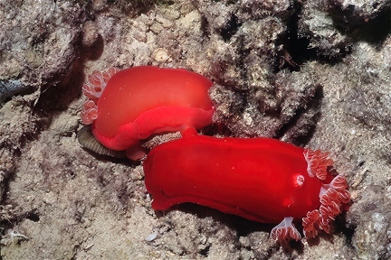 Haxabranchus sanguineus