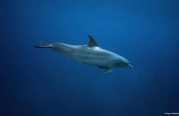 Little bottlenose dolphin
