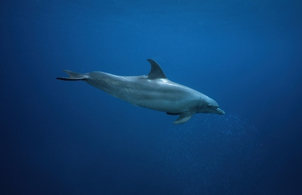 Little bottlenose dolphin