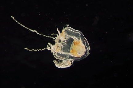 Jellyfish and copepod