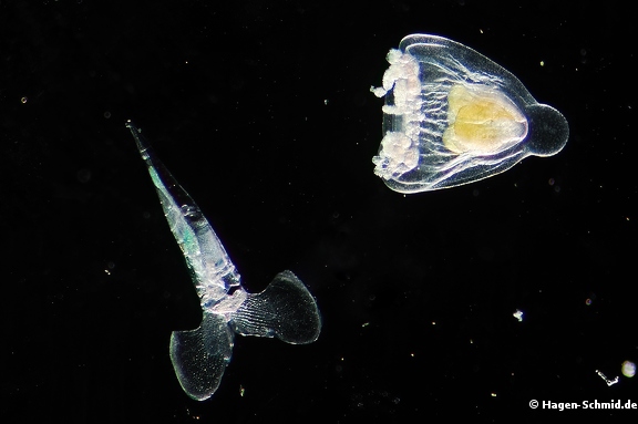 Arrow worm? and Jellyfish