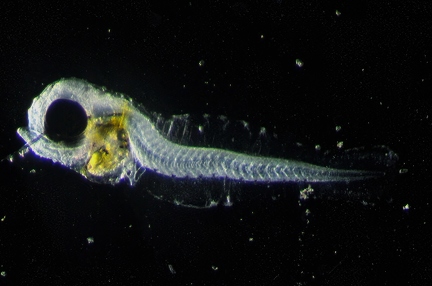 fish larvea