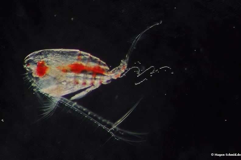 Copepod sp. with eggs