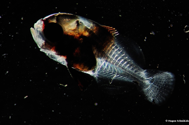 Juvenile Fish