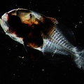 Juvenile Fish