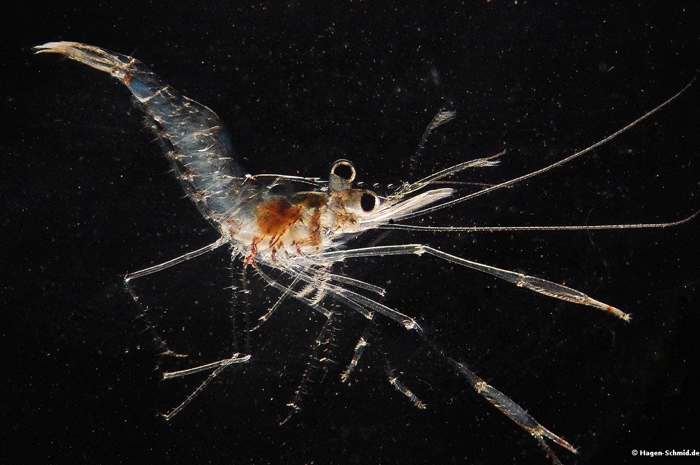 Mysida shrimp