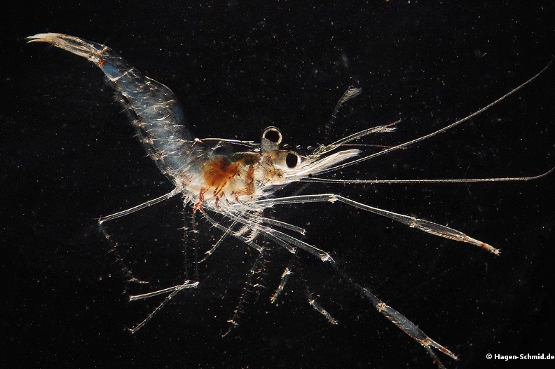 Mysida shrimp