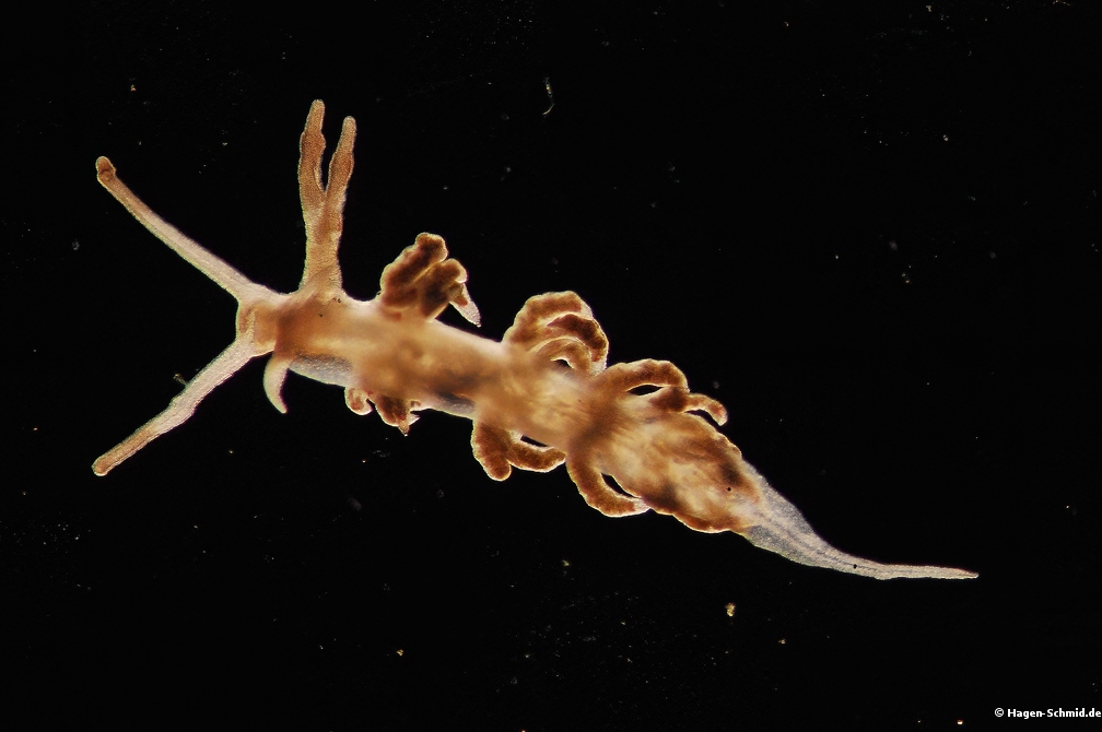 Aeolid 1,2 mm (Plankton) Flabellina sp.