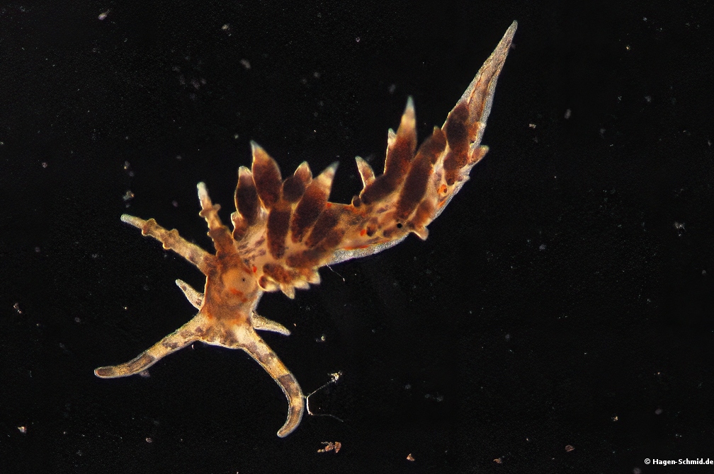 Aeolid 1,2 mm (Plankton) Flabellina sp.