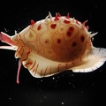 Young cowrie shell