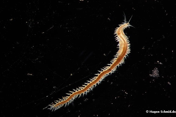 Syllidea  worm (Polychaeta family)