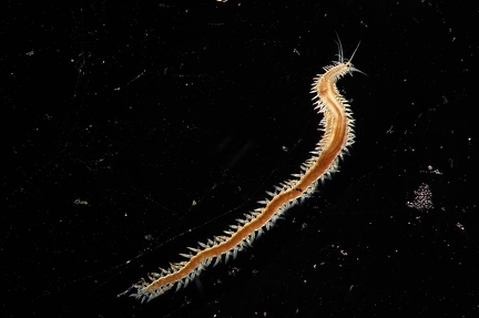 Syllidea  worm (Polychaeta family)