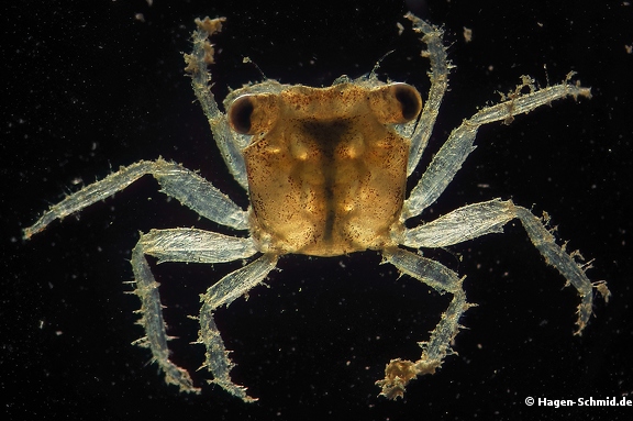 Young crab