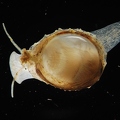 Young cowrie shell