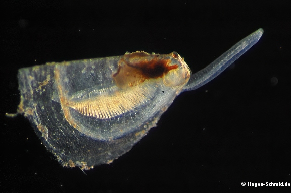 Juvenile shell