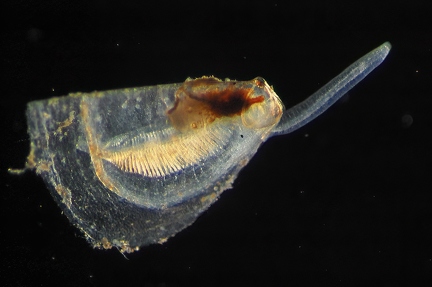 Juvenile shell