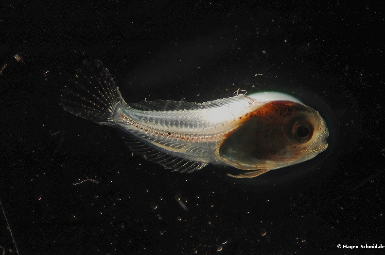 Juvenile fish sp.