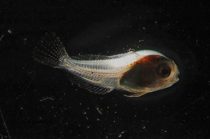 Juvenile fish sp.
