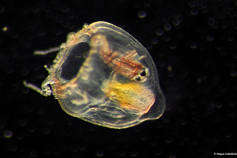 Copepod inside Jellyfish