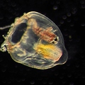 Copepod inside Jellyfish