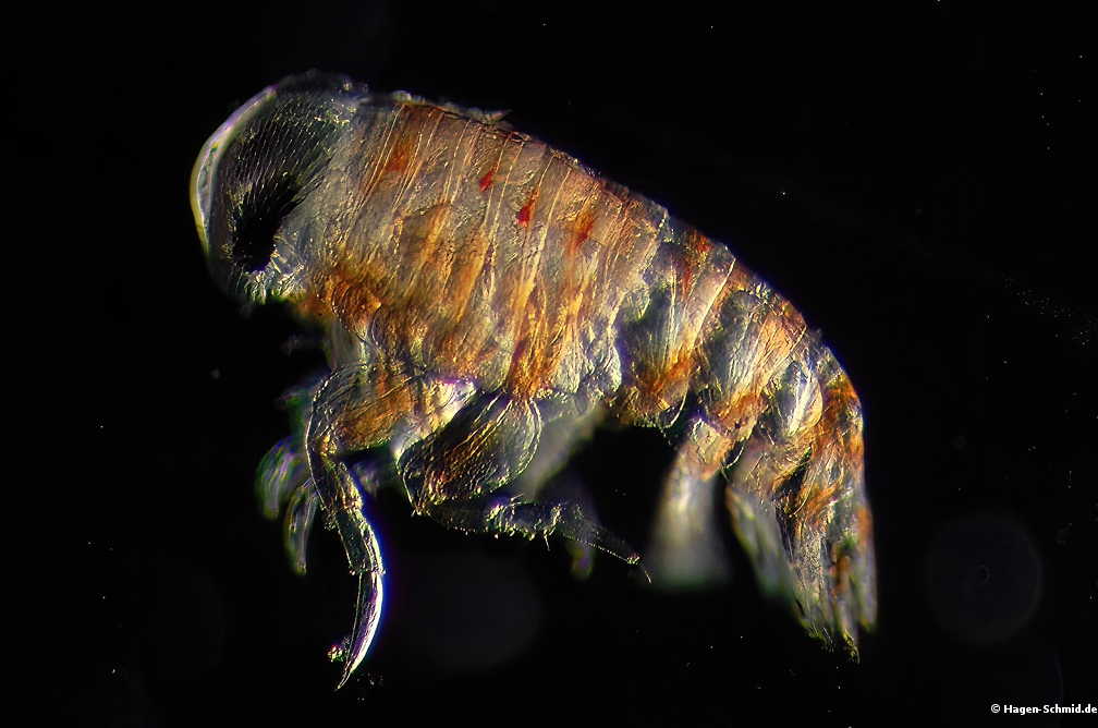 Isopod which live on Jellyfish