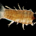 Isopod which lives  on jellyfish