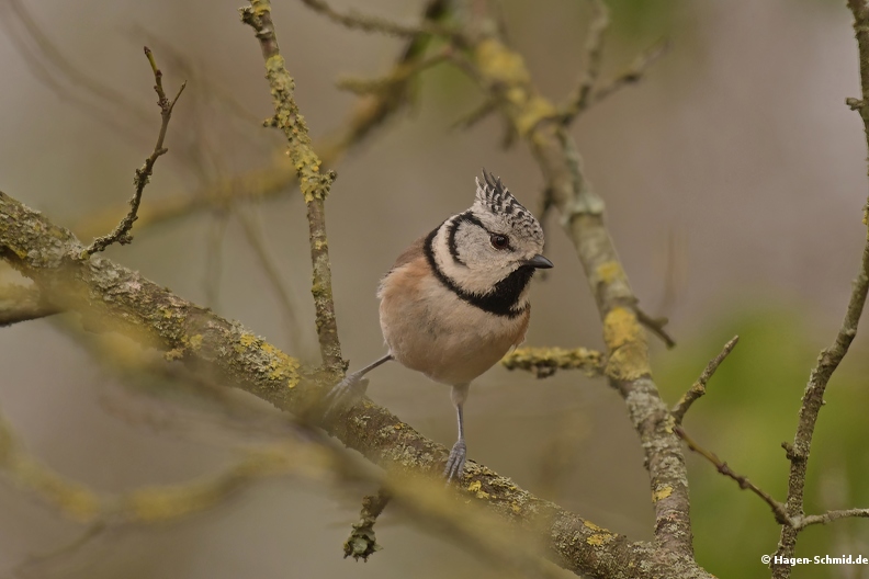 Hooded tit