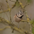 Hooded tit