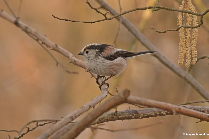 Tailed tit