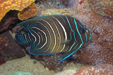 Juvenile Semicircle angelfish