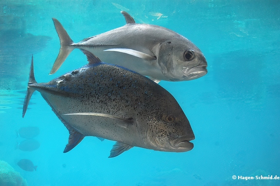 Bluefin and Bigeye trevally