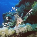 Lionfish