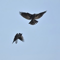 Jackdaw and Crow