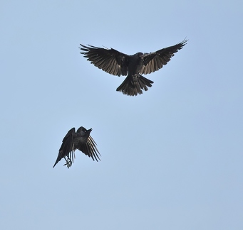 Jackdaw and Crow