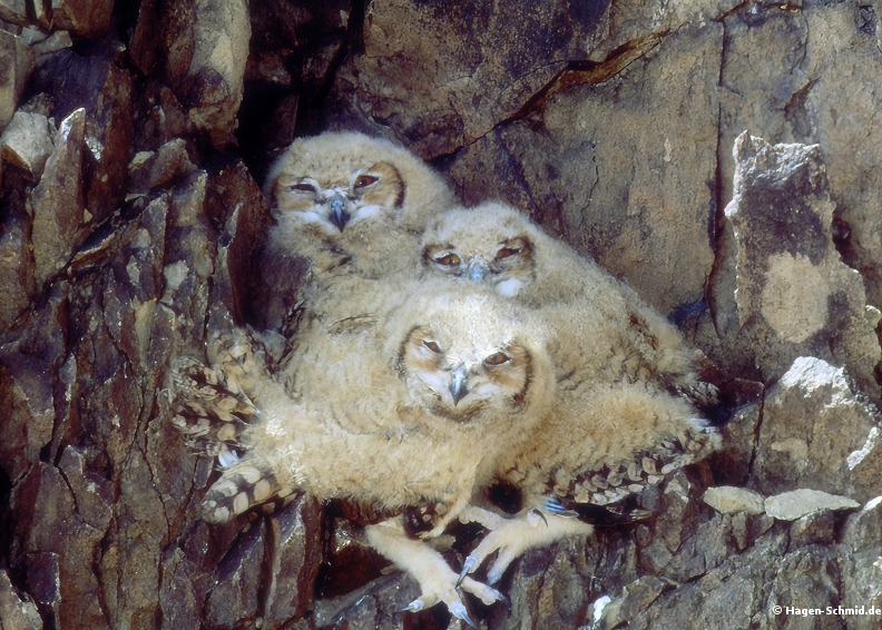 Chicks of Eagle owl 