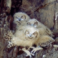 Chicks of Eagle owl 