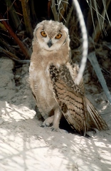 Eagel owl