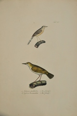 Malurus pulchellus      -   Sylvia brevicaudata