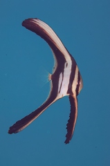 Batfish (juvenile)