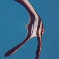 Batfish (juvenile)