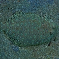 Panther flounder 6-SharpenAI-Standard.jpg