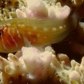 Goby in Obhour creek