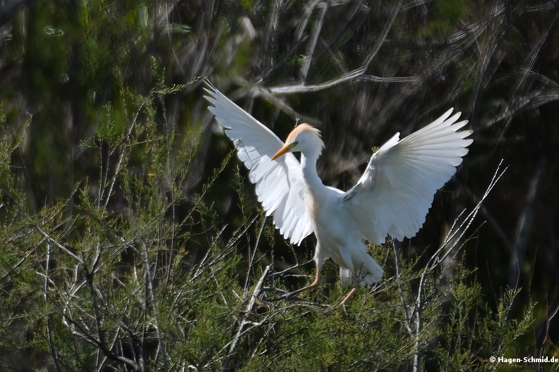 Ardeola ibis-SharpenAI-Standard.jpg
