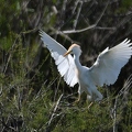 Bubulcus ibis-