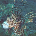 Pterois miles
