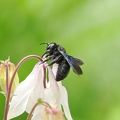 Schwarze Holzbiene