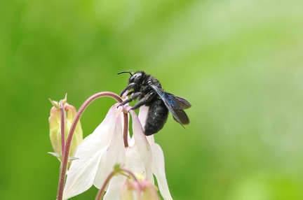 Schwarze Holzbiene