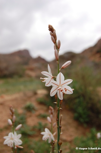 Taif