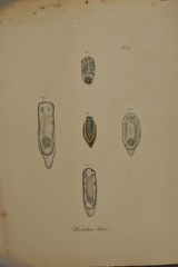 Drawing from Rüppell-Expedition 1814