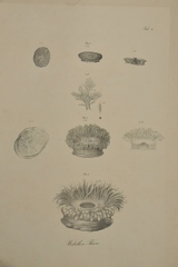 Drawing from Rüppell-Expedition 1814  